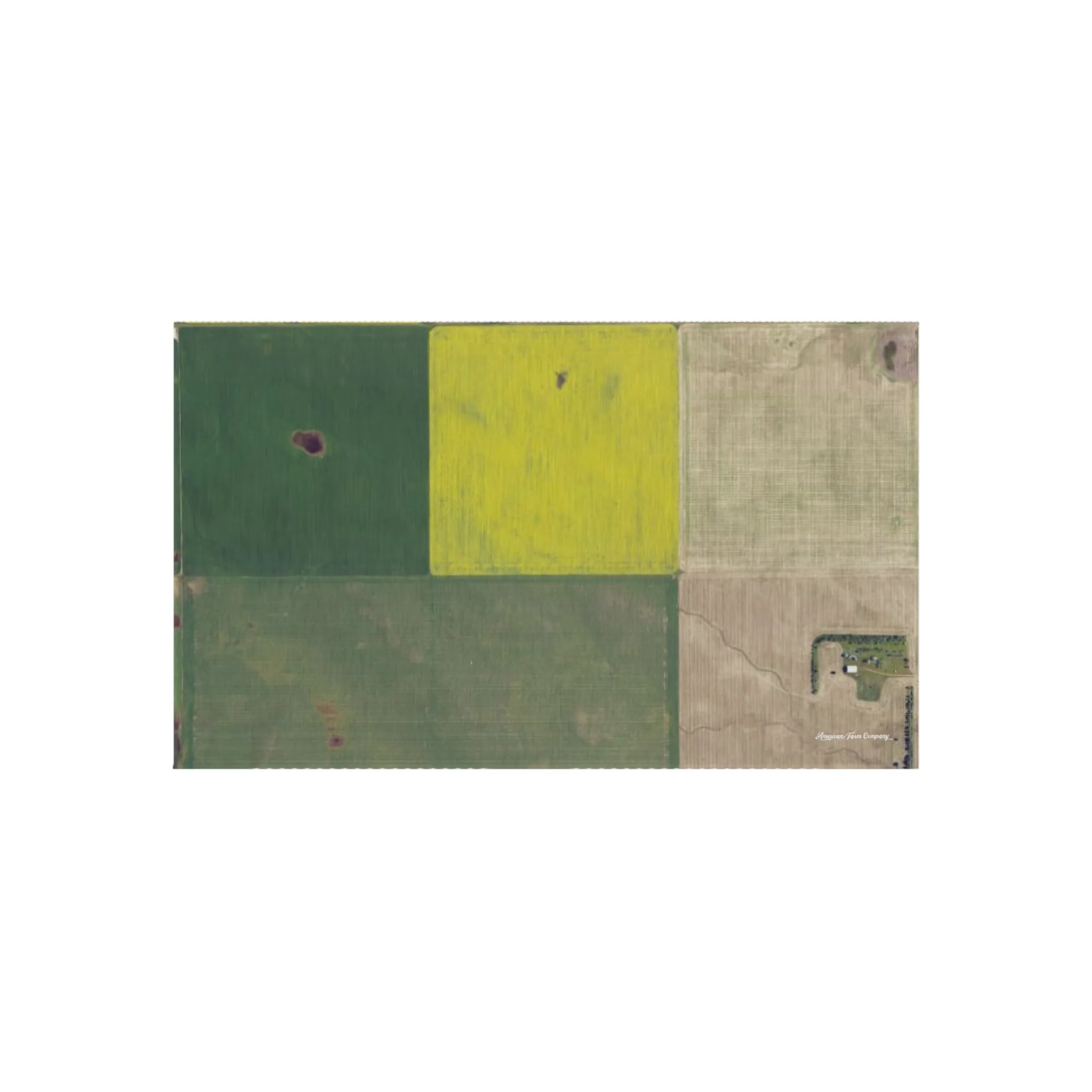 Canola and Wheat Fields Play Rug