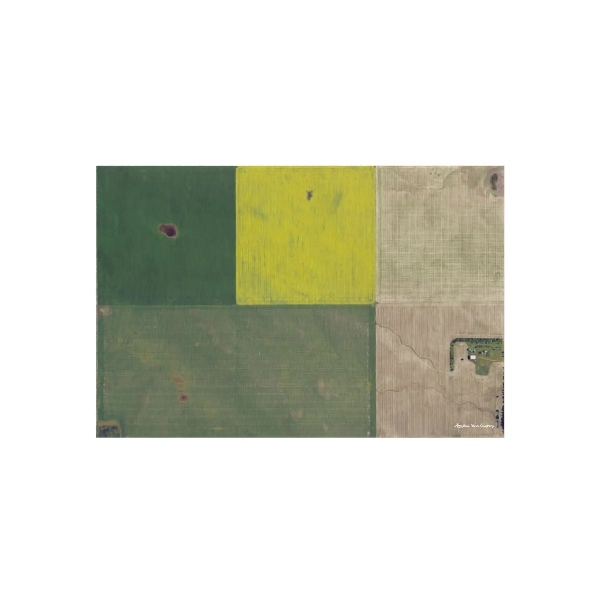 Canola and Wheat Fields Play Rug